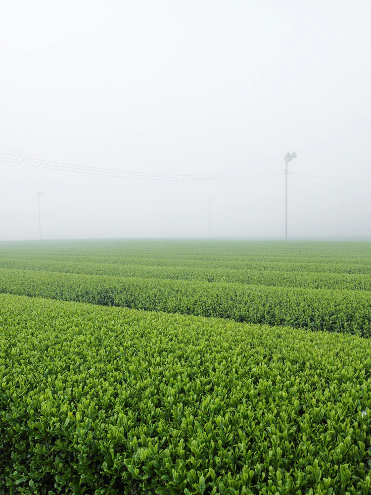 Morihata Ceremonial-Grade Organic Matcha